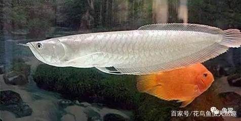 龍魚TDS值多少合適：如何通過測量龍魚缸的tds值來判斷水質狀況？