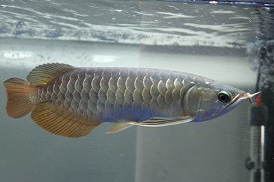 銀龍魚(yú)嘴紅（銀龍魚(yú)嘴紅可能由多種因素引起）