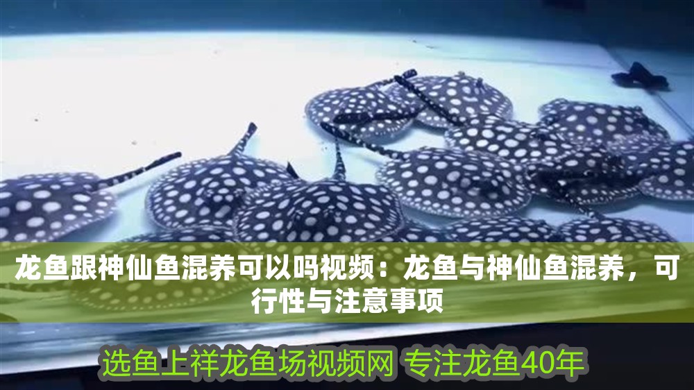 龍魚跟神仙魚混養可以嗎視頻：龍魚與神仙魚混養，可行性與注意事項