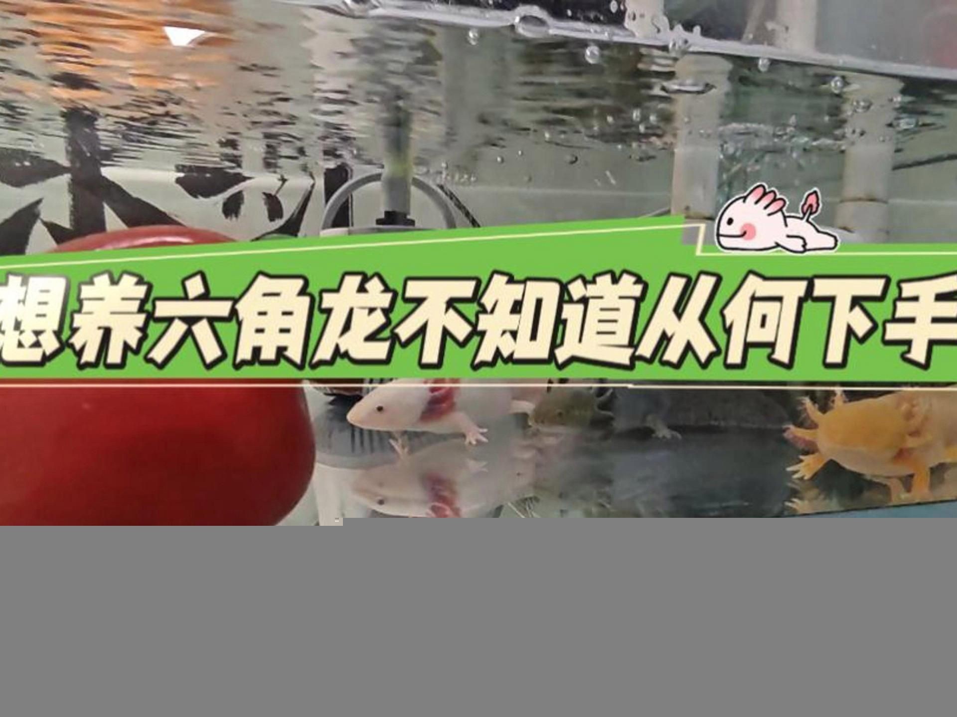 六角龍魚如何飼養