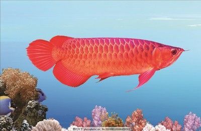 紅龍魚缸用什么背景好（養紅龍魚缸用什么背景好）
