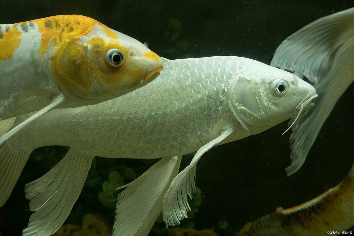 銀龍魚缸寬度多少 銀龍魚缸寬度多少 龍魚百科 第10張