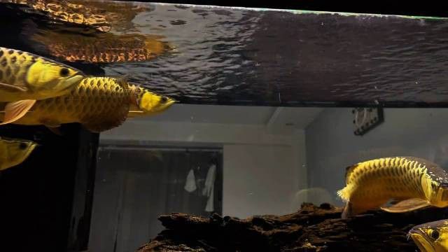 金龍魚變色過程圖片視頻