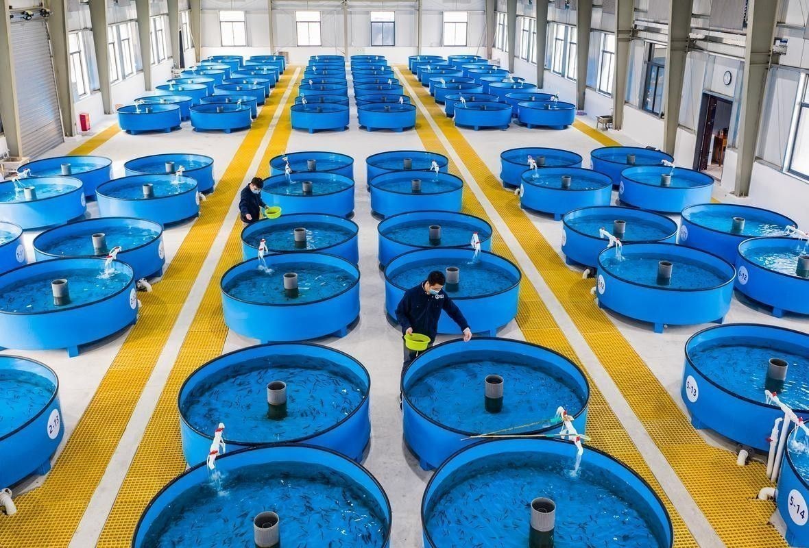 鱘龍魚家養