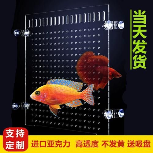 混養時如何減少紅龍魚的應激反應？