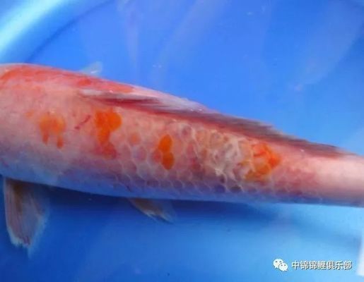 龍鳳錦鯉常見(jiàn)疾病預(yù)防:春季龍鳳錦鯉疾病防控要點(diǎn) 龍魚百科 第4張 龍鳳錦鯉常見(jiàn)疾病預(yù)防:春季龍鳳錦鯉疾病防控要點(diǎn) 龍鳳錦鯉常見(jiàn)疾病預(yù)防:春季龍鳳錦鯉疾病防控要點(diǎn) 龍魚百科 第4張