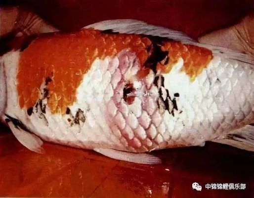龍鳳錦鯉常見(jiàn)疾病預(yù)防:春季龍鳳錦鯉疾病防控要點(diǎn) 龍魚百科 第2張 龍鳳錦鯉常見(jiàn)疾病預(yù)防:春季龍鳳錦鯉疾病防控要點(diǎn) 龍鳳錦鯉常見(jiàn)疾病預(yù)防:春季龍鳳錦鯉疾病防控要點(diǎn) 龍魚百科 第2張