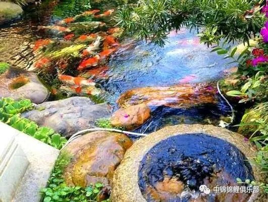 龍鳳錦鯉常見(jiàn)疾病預(yù)防:春季龍鳳錦鯉疾病防控要點(diǎn) 龍魚百科 第3張 龍鳳錦鯉常見(jiàn)疾病預(yù)防:春季龍鳳錦鯉疾病防控要點(diǎn) 龍鳳錦鯉常見(jiàn)疾病預(yù)防:春季龍鳳錦鯉疾病防控要點(diǎn) 龍魚百科 第3張
