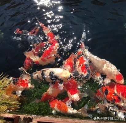 龍鳳錦鯉常見(jiàn)疾病預(yù)防:春季龍鳳錦鯉疾病防控要點(diǎn) 龍魚百科 第5張 龍鳳錦鯉常見(jiàn)疾病預(yù)防:春季龍鳳錦鯉疾病防控要點(diǎn) 龍鳳錦鯉常見(jiàn)疾病預(yù)防:春季龍鳳錦鯉疾病防控要點(diǎn) 龍魚百科 第5張