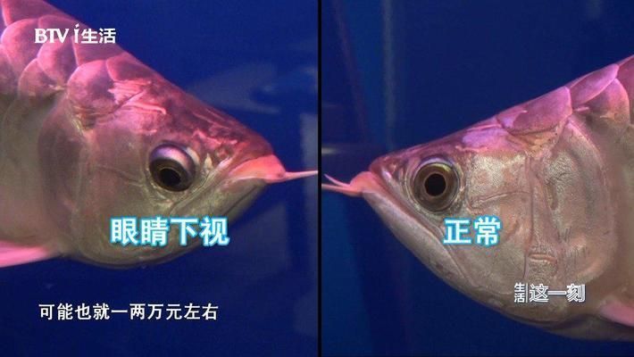 金龍魚掉眼屎是由于水質不好、飲食不均衡等因素引起的：金龍魚掉眼屎是什么原因