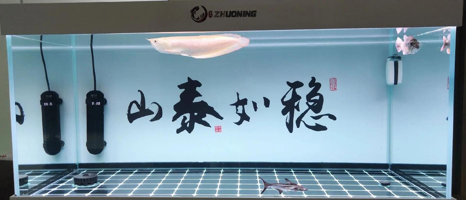 龍魚和什么魚搭配顯得高檔好看圖片 龍魚和什么魚搭配顯得高檔好看圖片 龍魚百科 第22張