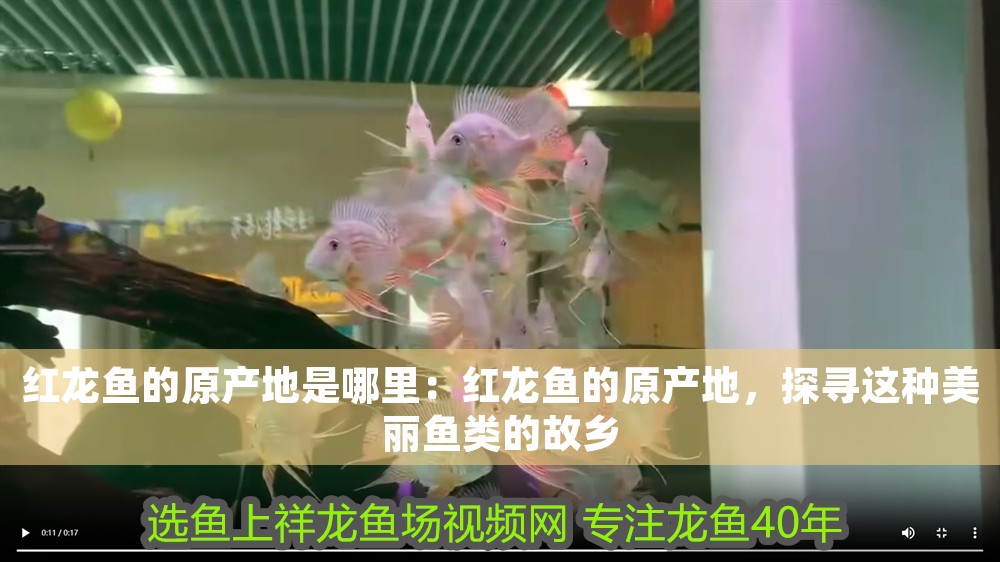 紅龍魚的原產地是哪里：紅龍魚的原產地，探尋這種美麗魚類的故鄉(xiāng) 紅龍魚的原產地是哪里：紅龍魚的原產地，探尋這種美麗魚類的故鄉(xiāng) 龍魚百科 第1張