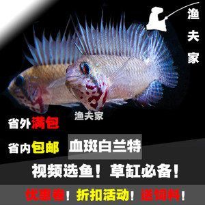 紅龍魚的原產地是哪里：紅龍魚的原產地，探尋這種美麗魚類的故鄉(xiāng) 紅龍魚的原產地是哪里：紅龍魚的原產地，探尋這種美麗魚類的故鄉(xiāng) 龍魚百科 第2張