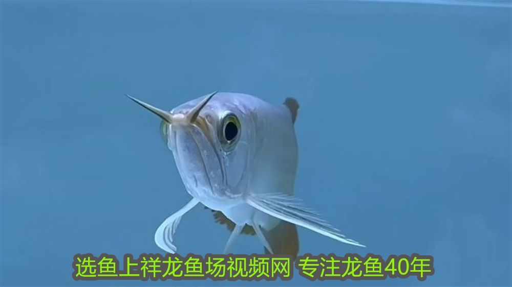 紅龍魚的原產地是哪里：紅龍魚的原產地，探尋這種美麗魚類的故鄉(xiāng) 紅龍魚的原產地是哪里：紅龍魚的原產地，探尋這種美麗魚類的故鄉(xiāng) 龍魚百科 第3張