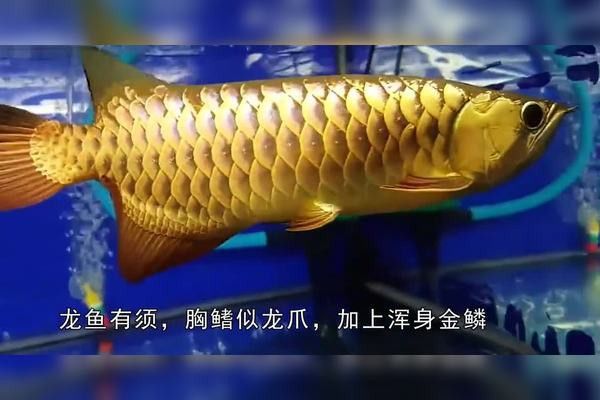 金龍魚怎么產小魚 金龍魚怎么產小魚 龍魚百科 第8張