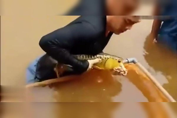 金龍魚怎么產小魚 金龍魚怎么產小魚 龍魚百科 第6張