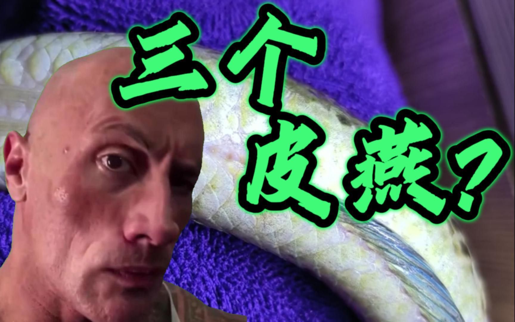 如何區(qū)分鬼王雷龍的公母？