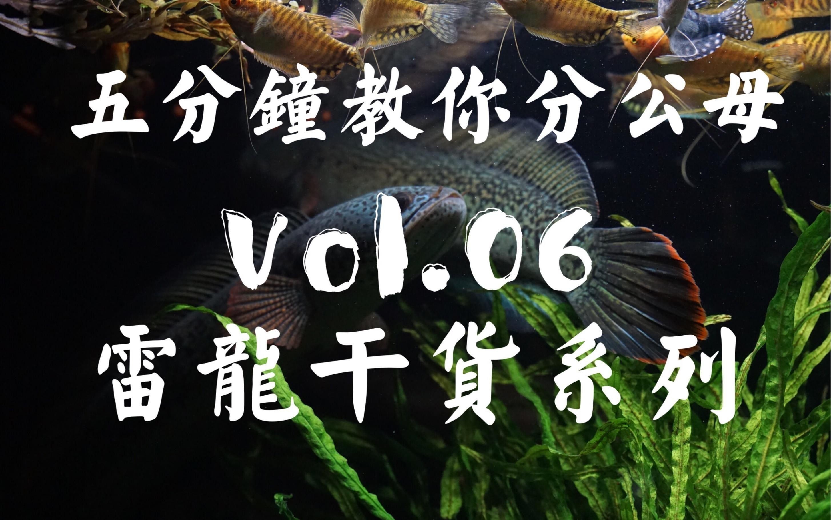 如何區(qū)分鬼王雷龍的公母？