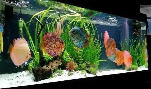七彩神仙魚能和金龍魚混養嗎 七彩神仙魚能和金龍魚混養嗎 龍魚百科 第1張