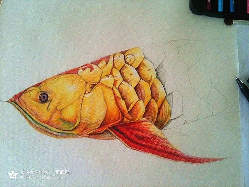 繪畫金龍魚（繪畫金龍魚的基本畫法和注意事項和注意事項）