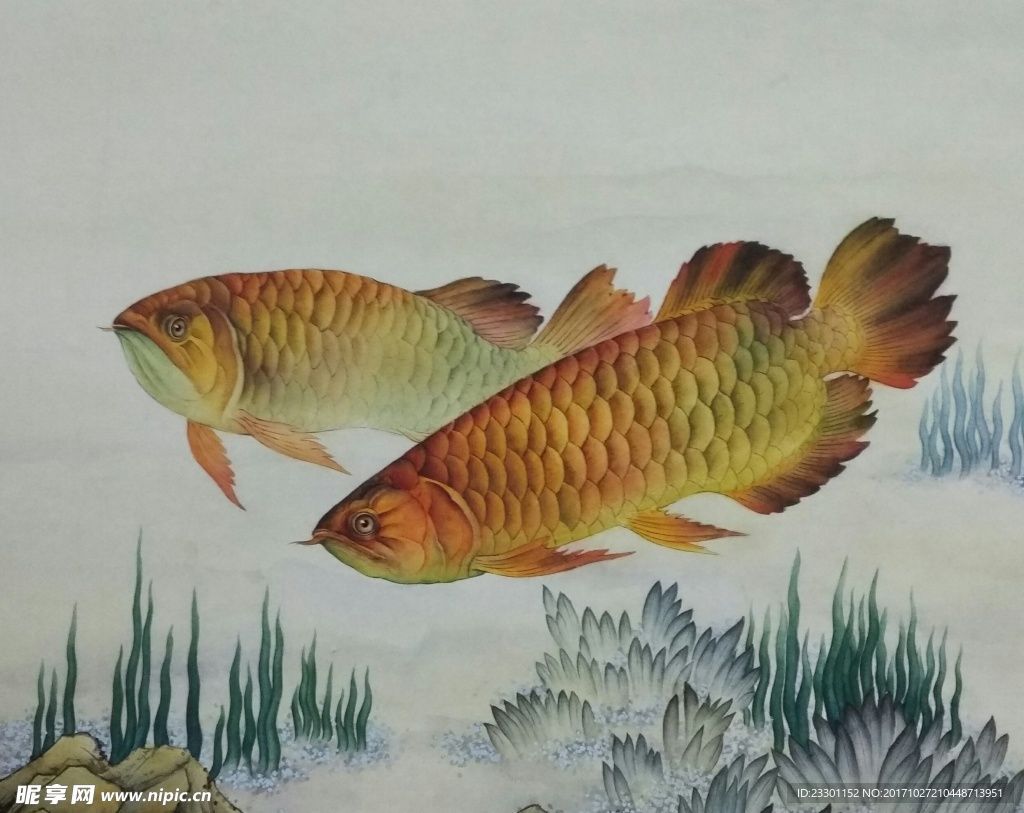 繪畫金龍魚（繪畫金龍魚的基本畫法和注意事項和注意事項）