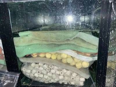 龍魚底濾濾材如何搭配，養龍魚底濾濾材的選擇和搭配