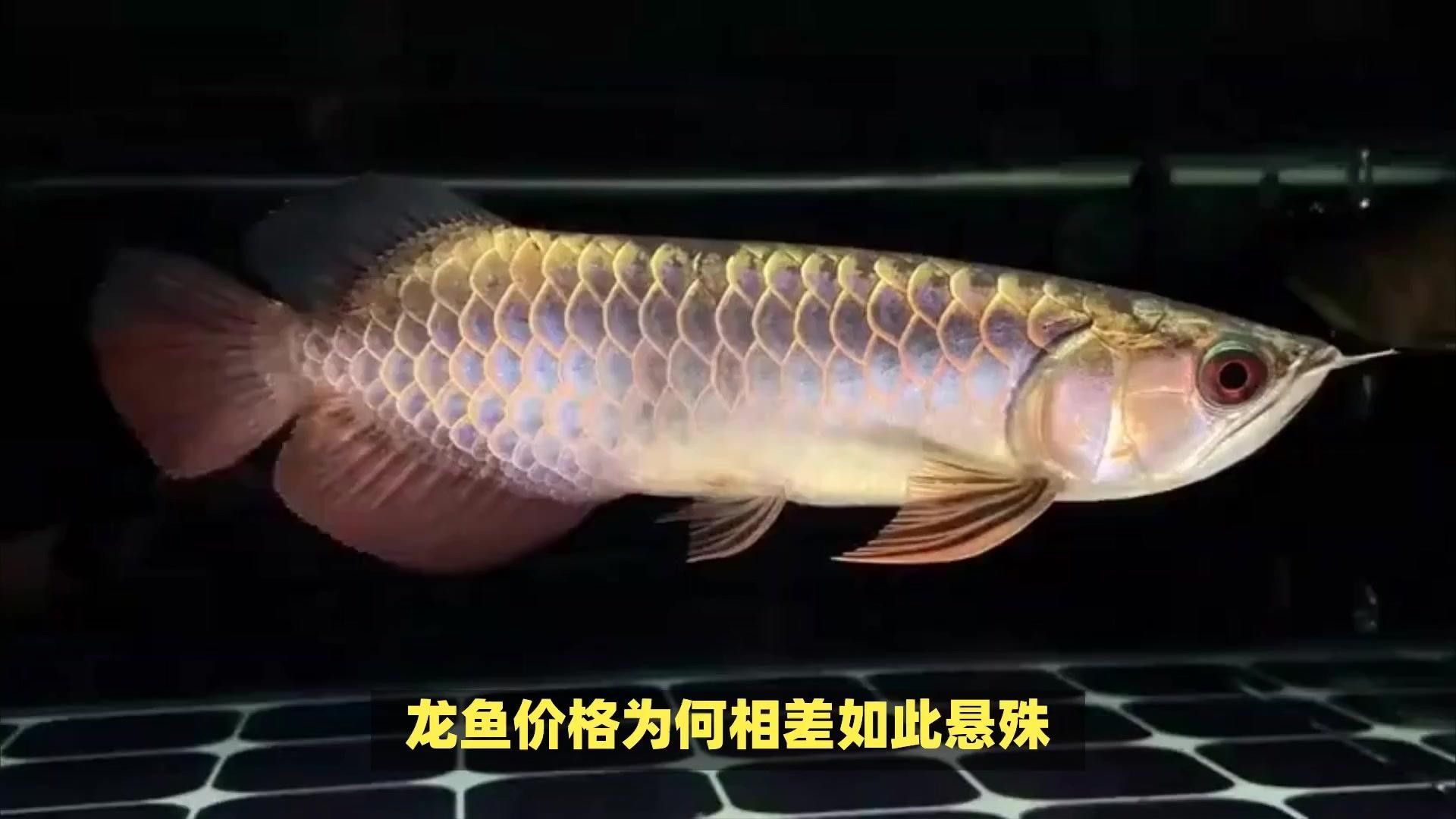 龍魚價(jià)格受哪些因素影響？