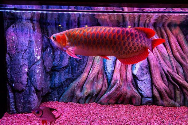 馬來西亞紅龍魚眼睛是什么顏色：馬來西亞紅龍魚的眼睛顏色并不是固定不變的而是飼養條件的變化