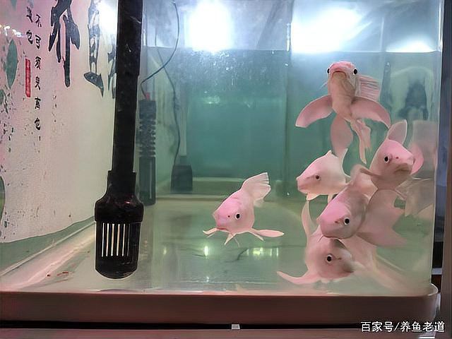 如何保持白子招財龍的水質穩(wěn)定