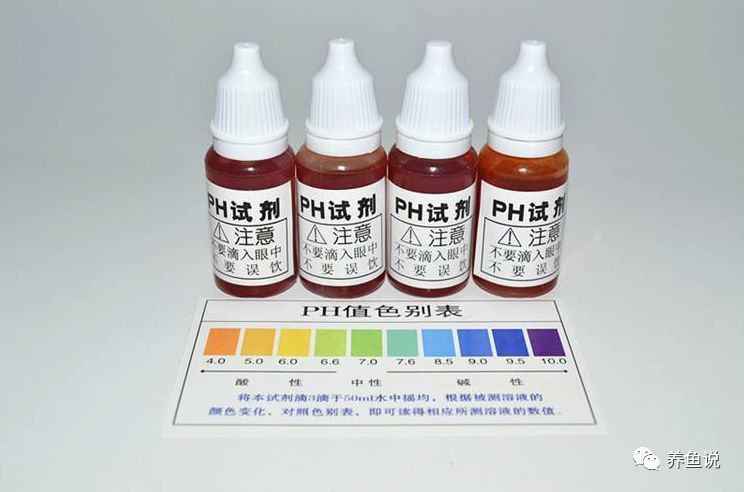 如何保持白子招財龍的水質穩(wěn)定