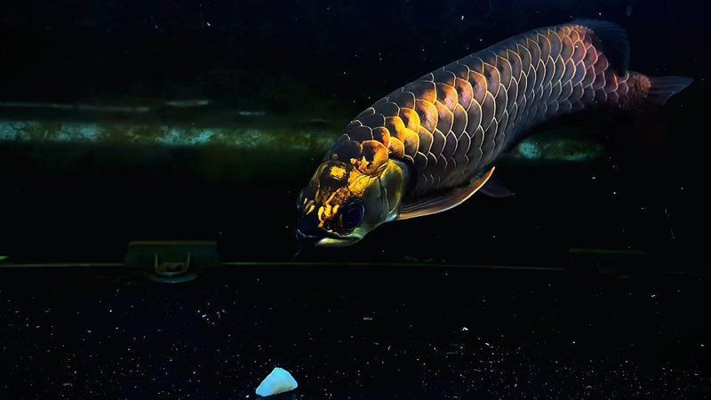 金頭古典過背有哪些知名品種？ 金頭古典過背有哪些知名品種？ 龍魚百科 第5張