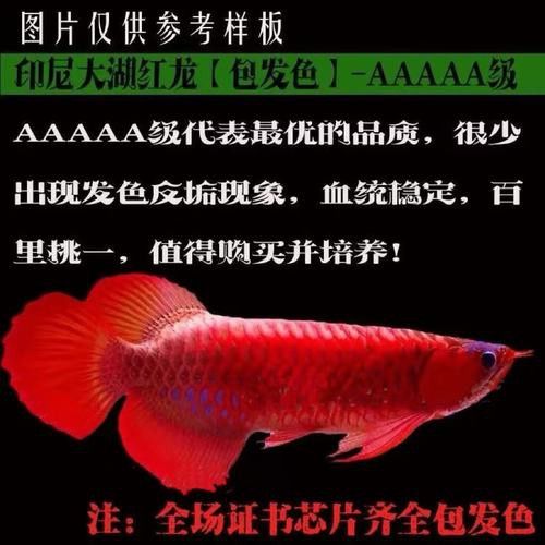 15000元的紅龍魚