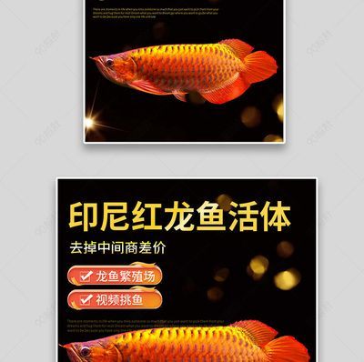 超大紅龍魚90公分多大：90公分的紅龍魚是一個(gè)成年個(gè)體，其壽命有望超過40年
