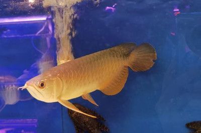 新手養龍魚，避免這些忌諱有助于更好地養好龍魚：養龍魚有哪些忌諱？ 新手養龍魚，避免這些忌諱有助于更好地養好龍魚：養龍魚有哪些忌諱？ 龍魚百科 第1張