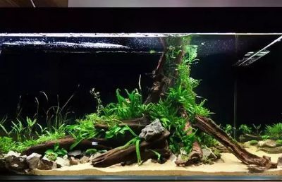 新手養龍魚，避免這些忌諱有助于更好地養好龍魚：養龍魚有哪些忌諱？ 新手養龍魚，避免這些忌諱有助于更好地養好龍魚：養龍魚有哪些忌諱？ 龍魚百科 第3張