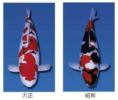 錦鯉魚大正和昭和怎么區分