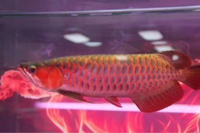 龍魚會所，龍魚會所的運營模式和成功因素
