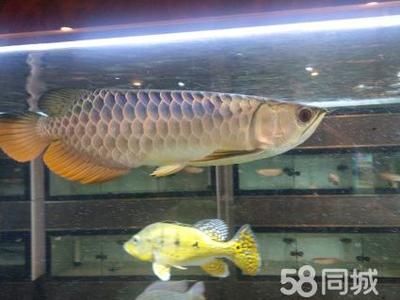 龍魚會所，龍魚會所的運營模式和成功因素