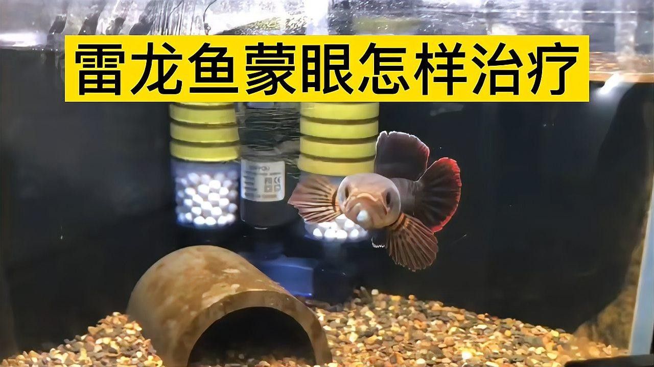 雷龍魚蒙眼病的癥狀有哪些？