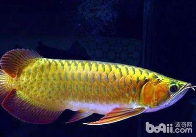 最大的龍魚是什么品種（世界上最大的龍魚品種有哪些？） 最大的龍魚是什么品種（世界上最大的龍魚品種有哪些？） 龍魚百科 第3張