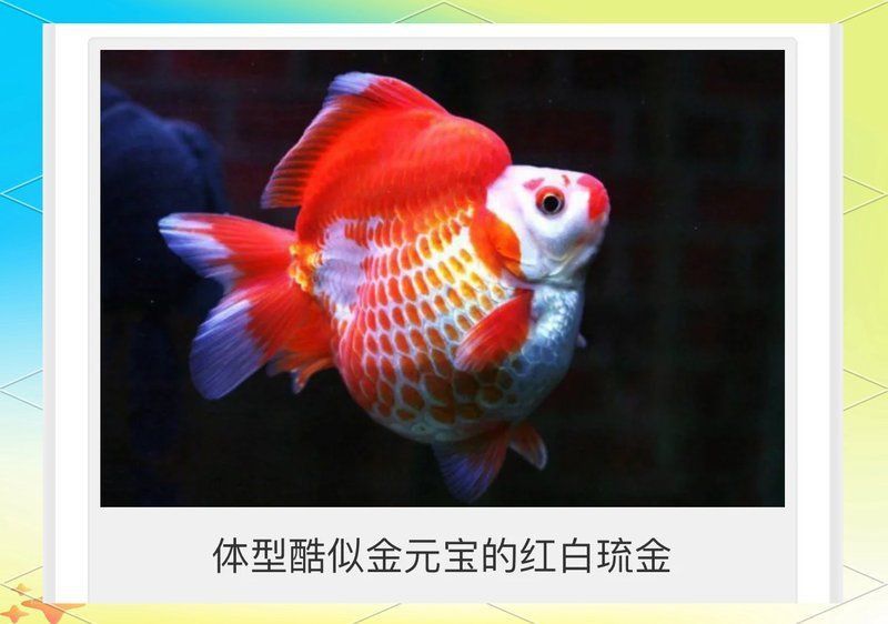 鎏金魚什么顏色最貴 鎏金魚什么顏色最貴 龍魚百科 第4張