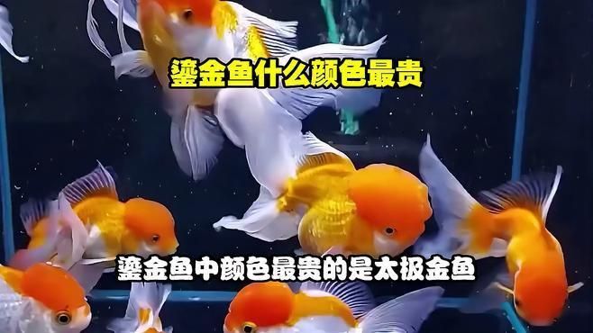 鎏金魚什么顏色最貴 鎏金魚什么顏色最貴 龍魚百科 第1張
