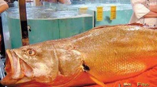 給龍魚喂食飼料怎么喂（給龍魚喂食飼料是一個(gè)需要技巧的過(guò)程）