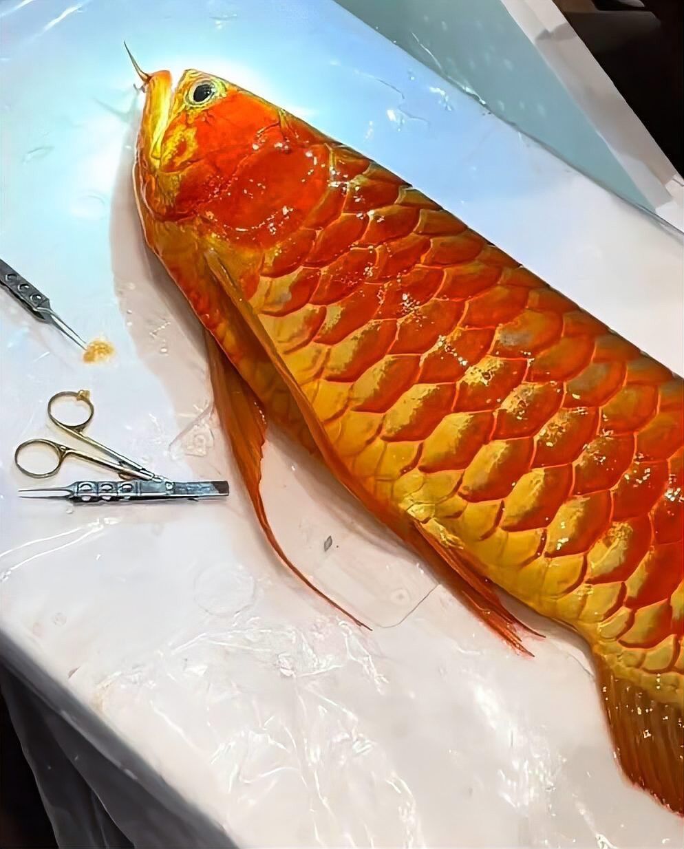 佛山龍魚掉眼手術