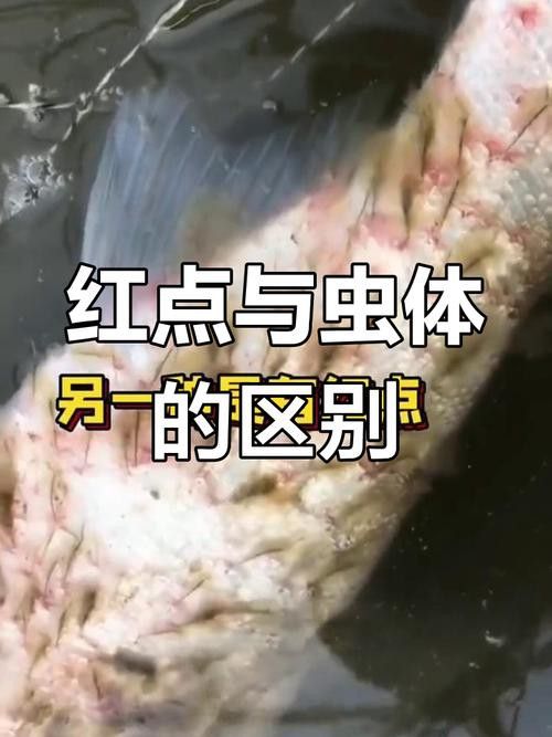 如何預防紅龍魚的寄生蟲感染? 龍魚百科 第11張 如何預防紅龍魚的寄生蟲感染? 如何預防紅龍魚的寄生蟲感染? 龍魚百科 第11張
