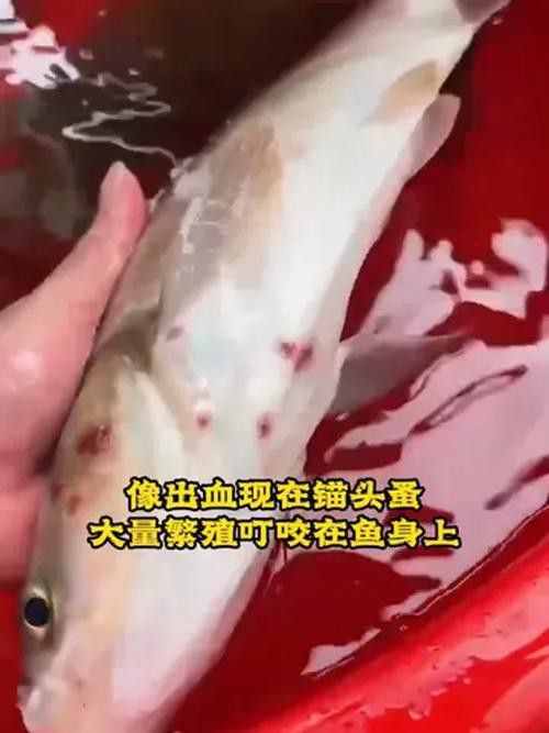 如何預防紅龍魚的寄生蟲感染? 龍魚百科 第13張 如何預防紅龍魚的寄生蟲感染? 如何預防紅龍魚的寄生蟲感染? 龍魚百科 第13張
