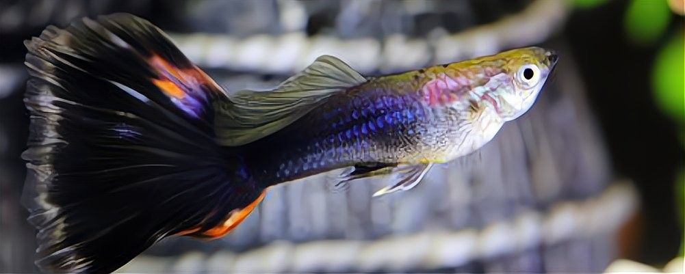 龍魚顏色變淺身體發白 龍魚顏色變淺身體發白 龍魚百科 第1張