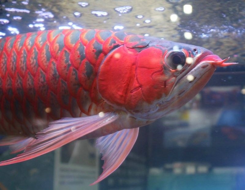 龍魚顏色變淺身體發白 龍魚顏色變淺身體發白 龍魚百科 第5張