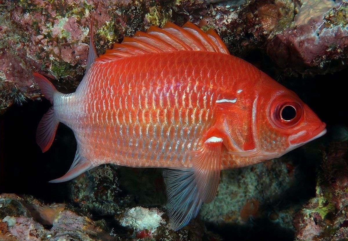 龍魚顏色變淺身體發白 龍魚顏色變淺身體發白 龍魚百科 第6張