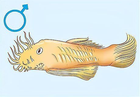藍(lán)寶石魚怎么分公母